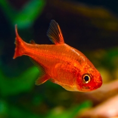 Ember Tetra