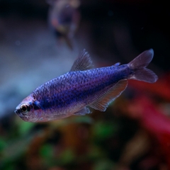 Super Blue Emperor Kerri Tetra - Cá Neon Hoàng Đế Xanh