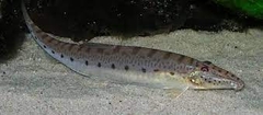 Horseface Loach - Cá Chạch Mặt Ngựa