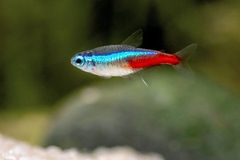 Neon Tetra - Cá Neon Xanh