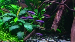 Purple Emperor Tetra - Cá Neon Hoàng Đế Tím