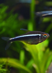 Black Neon Tetra - Cá Neon Đen