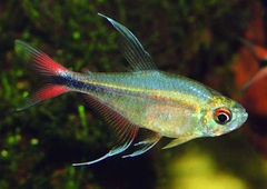 Phoenix Tetra - Cá Phụng Hoàng