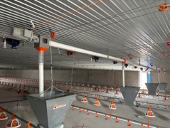 ĐƯỜNG TRUNG CHUYỂN CÁM TỪ BỒN SILO VÀ BÊN TRONG TRẠI GÀ DÀI 19M