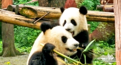 HÀ NỘI- TRÙNG KHÁNH- CỬU TRẠI CÂU