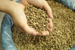 Robusta  Honey (Chín 95% - 100%)- Green