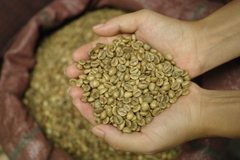 Arabica Coffee Lam Dong (Sàng 16-18)- Green
