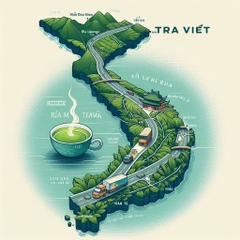 Tình trạng khai thác cây chè Shan Tuyết tràn lan và hậu quả nghiêm trọng