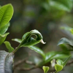 Phổ Nhĩ Sống Băng Đảo hàng chính gốc Lão Trại.
