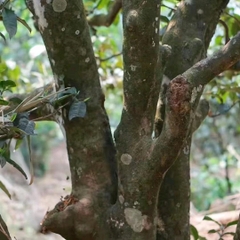 Phổ Nhĩ Sống Băng Đảo hàng chính gốc Lão Trại.