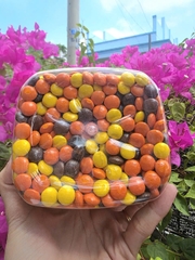 [CHÍNH HÃNG MỸ] Kẹo Nhân Bơ Đậu Phộng Reese's Pieces - Hũ Khổng Lồ 1.75kg Siêu Tiết Kiệm
