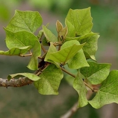TRÀ NGỦ NGON THANH BÌNH 100gram