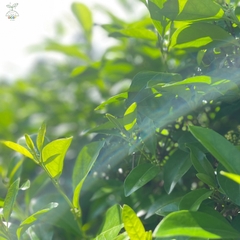 CAO THÌA CANH THANH BÌNH 100gr