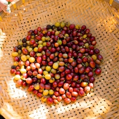 CÀ PHÊ LIBERICA KHE SANH TA LƯ - 500GR