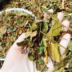 TRÀ ĐINH LĂNG TÂM SEN TÚI LỌC 25 TÚI - 50gram