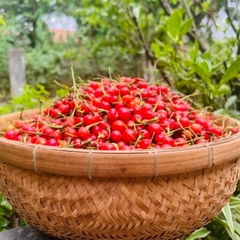 QUẢ CÀ GAI LEO THANH BÌNH 100gr