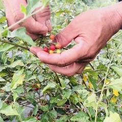 QUẢ CÀ GAI LEO THANH BÌNH 100gr