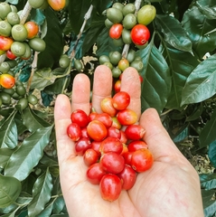 CÀ PHÊ KHE SANH BLEND ARABICA & ROBUSTA