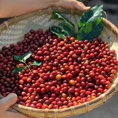 CÀ PHÊ ARABICA KHE SANH - TA LƯ