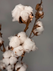 Áo cotton là gì? Vì sao ai cũng nên biết về loại vải này
