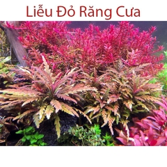 Cây Liễu đỏ răng cưa thủy sinh - Rọ nhiều ngọn