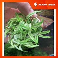 Ráy lưỡi hổ cẩm thạch thuỷ sinh