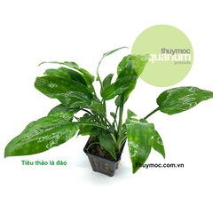 Cây thủy sinh Tiêu Thảo Lá Đào không cần Co2