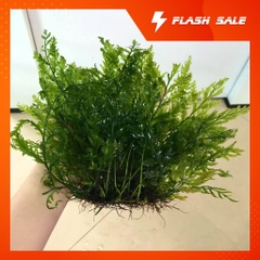 Cây dương xỉ châu phi thủy sinh