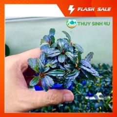 Cây Bucep thủy sinh nhiều ngon - lá nước màu đỏ tím