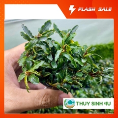 Cây thủy sinh Bucep nhỏ - gắn bonsai và gắn lũa cực đẹp