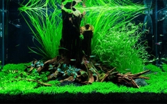 Cỏ Narong cây thủy sinh trồng hậu cảnh cực đẹp