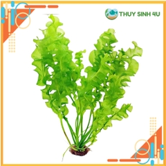 Cây choi xoắn thủy sinh siêu đẹp