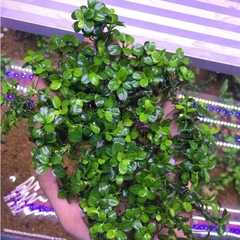 Cây ráy Nana Petite - Ráy Pinto thủy sinh cốc to siêu đẹp