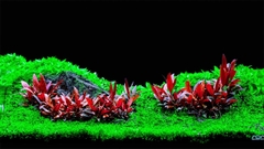 Huyết Tâm Lan - Cây thủy sinh dễ trồng cực đẹp