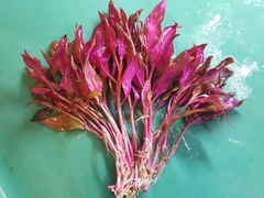 Huyết Tâm Lan - Cây thủy sinh dễ trồng cực đẹp