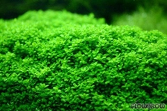 Trân châu Cuba - Cây thủy sinh trải nền cực đẹp