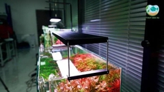 Đèn Chihiros WRGB 2 Pro - Chip LED siêu sáng đánh màu cá đẹp