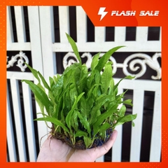 Cây thủy sinh Dương Xỉ Mỹ Nhân cực đẹp