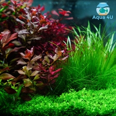 Đèn Chihiros Vivid 2 RGB - Đèn thủy sinh chính hãng