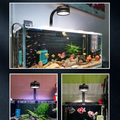 Đèn Lon Aqua LED WRGB ánh sáng đẹp cho bể Biotope