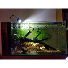 Đèn rọi bể cá thủy sinh Biotope – 3 chế độ màu trong 1