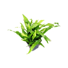 Cây thủy sinh Dương Xỉ Mỹ Nhân cực đẹp