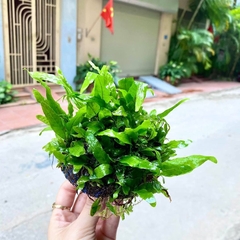 Cây thủy sinh Dương Xỉ Mỹ Nhân cực đẹp