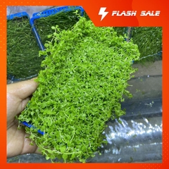 Cây Trân Châu Ngọc Trai lá nước cho bể thủy sinh
