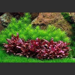 Huyết Tâm Lan - Cây thủy sinh dễ trồng cực đẹp