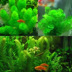 Rong đuôi chồn/ rong đuôi chó