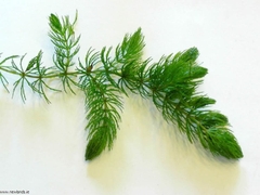 Rong đuôi chồn/ rong đuôi chó