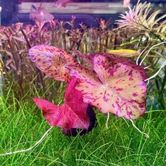 Cây Sen tiger thủy sinh siêu đẹp màu đỏ