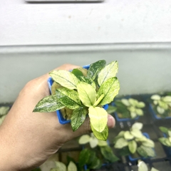 Cây thủy sinh Ráy Pinto rọ to siêu đẹp [Lá cạn]