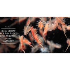 Thức ăn Biozym Brine Shrimp, viên dán Artemia cao cấp (khoảng 200v)